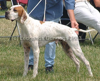 5th Open Dog